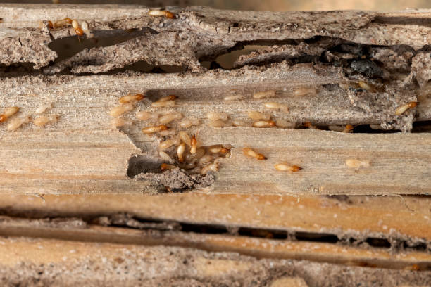 Best Bed Bug Extermination  in Deerfield, WI